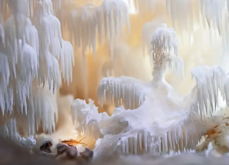 Finalist-Insects-Little Speleologist-Valeria Zvereva-CUPOTY 7-WEB